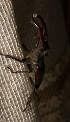 Lucanus cervus is the best-known species of stag beetle (family Lucanidae) in Western Europe. The...