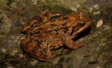 The common frog or grass frog (Rana temporaria). A reptile in a stream in the Balkan forest.