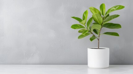 Small plant in white pot on grey wall. Home decor, website banner