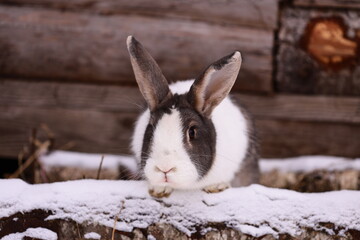 A rabbit sits atop a pile of snow, enjoying the winter scenery.
