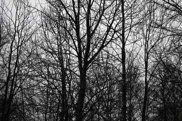 A black and white photo of bare trees.