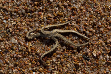 Ophiocoma scolopendrina in its natural habitat. African fauna of the Red Sea.