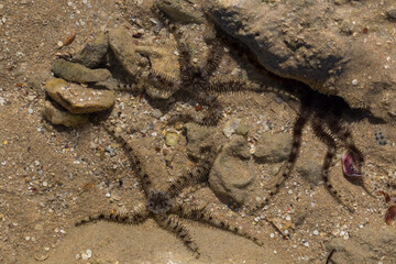Ophiocoma scolopendrina in its natural habitat. African fauna of the Red Sea.