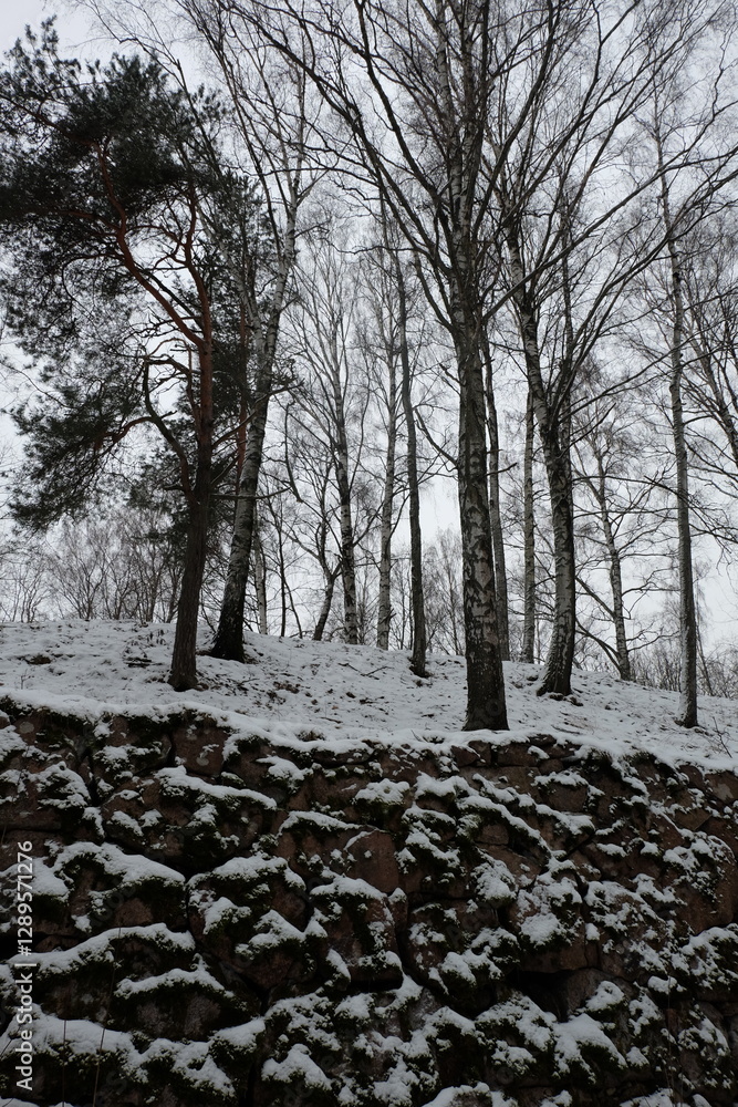 Aufkleber trees covered in snow stand tall in a winter forest scene.