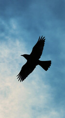 Fototapeta premium silhouette of a bird in flight against a cloudy sky with spread wings and detailed feathers