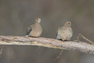 Mourning Doves and Cardinals in winter