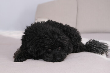 Black toy poodle sits on a beige blanket. Cute dog like a toy. Portrait of a dog. High quality photo