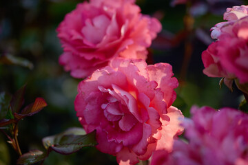 Close-up of stunning pink roses in a lush garden, illuminated by warm light, showcasing their delicate petals and vibrant colors.