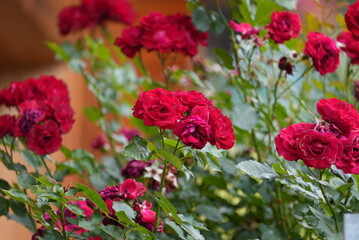 Beautiful red rose with green leaves in background in the spring garden