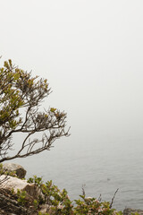 Coastal Vegetation in Maine