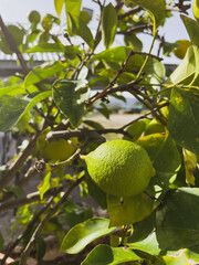 Limes in the summer sun