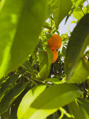Citrus Tree in the Summer