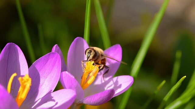 Honey bee (apis) on purple crocus flowers in bloom drinking nectar in late winter. Vibrant spring colors.