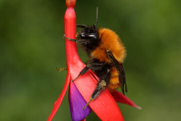 Bumblebee (Bombus dahlbomii) on a Fuchsia flower.
This endangered species is native to South...