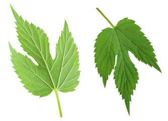 Hop cone leaves isolated on white background. Beer brewing ingredients