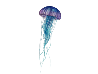jellyfish isolated blue