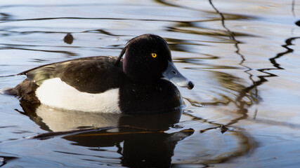 Tufted Duck, (Aythya fuligula), male (drake), Edinburgh, Scotland