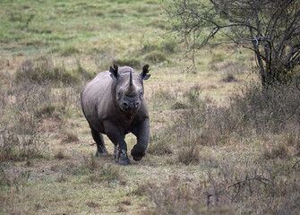 Obraz premium A black rhinoceros in the grasslands of Lake Nakuru, Kenya