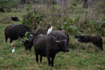 herd of African buffalo grazing in a grassy savanna, with an egret perched on one buffalo
