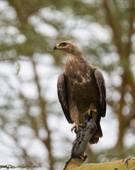 Steppe Eagle perched on a branch, scanning the surroundings