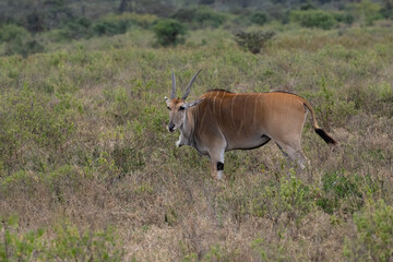 Common eland walking through tall grass, its large horns curving back gracefully.