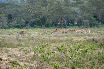 herd of elands standing alert in a grassy savanna with a backdrop of acacia trees