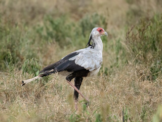Secretarybird walking through the grasslands, displaying its distinctive long legs and striking plumage