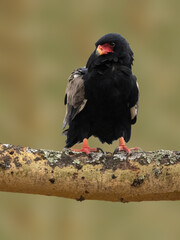 Close-up of a Bateleur eagle on a branch, tilting its head  against a soft, blurred background