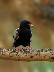 Close-up of a Bateleur eagle on a branch, tilting its head  against a soft, blurred background
