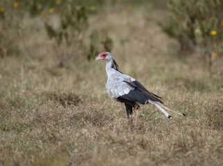 Secretarybird walking through the grasslands, displaying its distinctive long legs and striking plumage