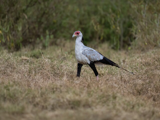 Secretarybird walking through the grasslands, displaying its distinctive long legs and striking plumage