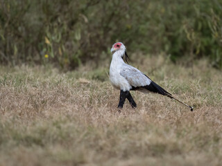 Secretarybird walking through the grasslands, displaying its distinctive long legs and striking plumage