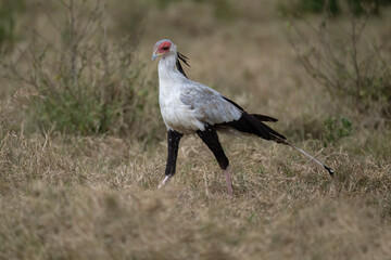 Secretarybird walking through the grasslands, displaying its distinctive long legs and striking plumage