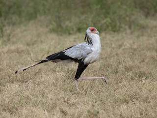 Secretarybird walking through the grasslands, displaying its distinctive long legs and striking plumage