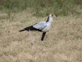 Secretarybird walking through the grasslands, displaying its distinctive long legs and striking plumage