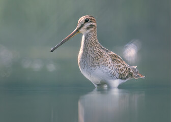 A wild Latham's snipe (Gallinago hardwickii) wading in a calm lagoon, Australia