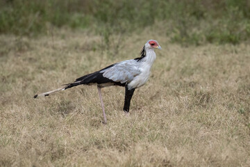 Secretarybird walking through the grasslands, displaying its distinctive long legs and striking plumage
