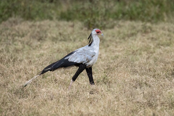 Secretarybird walking through the grasslands, displaying its distinctive long legs and striking plumage