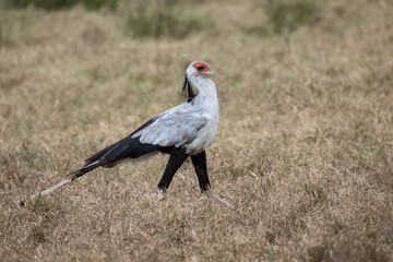 Secretarybird walking through the grasslands, displaying its distinctive long legs and striking plumage