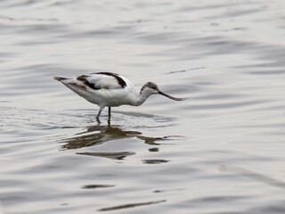 Pied avocet foraging in the water, its distinctive upturned bill creating a reflection