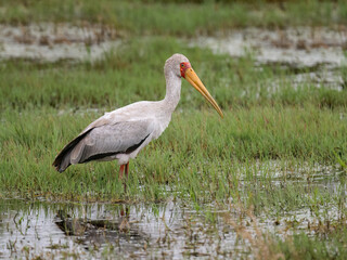 Yellow-billed Stork wades through shallow water, showcasing its vibrant red face and long yellow bill