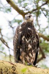 Close-up portrait of a juvenile African Fish Eagle  with sharp eyes and a strong beak, set against a blurred green background