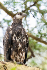 Close-up portrait of a juvenile African Fish Eagle  with sharp eyes and a strong beak, set against a blurred green background