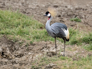 Obraz premium Gray Crowned Crane standing tall with an elegant posture, showcasing its striking plumage and regal crest