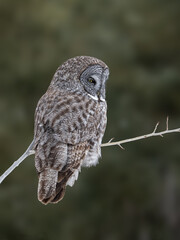 scription
Great gray owl perched on a tree branch against blur dark green background
