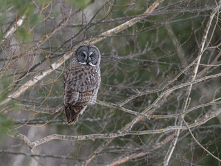 A majestic great gray owl perched among branches, blending seamlessly into its surroundings in winter