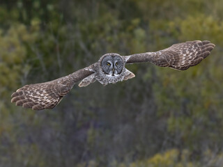 Fototapeta premium Great gray owl flying with fully extended wings and piercing yellow eyes on blur green background in winter