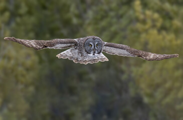 Great gray owl flying with fully extended wings and piercing yellow eyes  on blur green background...