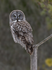 Great gray owl perched on a weathered stump against blur dark green background