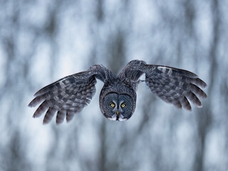A flight shot of a great gray owl with piercing yellow eyes against a blurred background